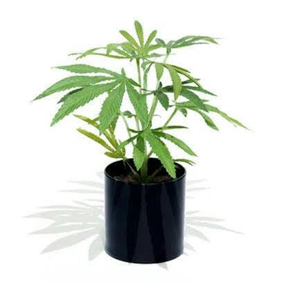 Exotic Nurseries - Vanilla Frosting Clone