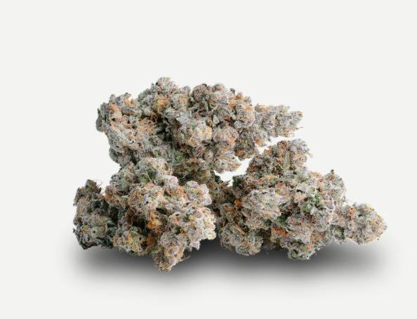 KAI | Blue Bugatti Bulk Flower