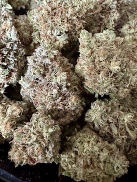 *STRAIN OF THE WEEK* Afghani x Pakistani | Lobster Fam Farms
