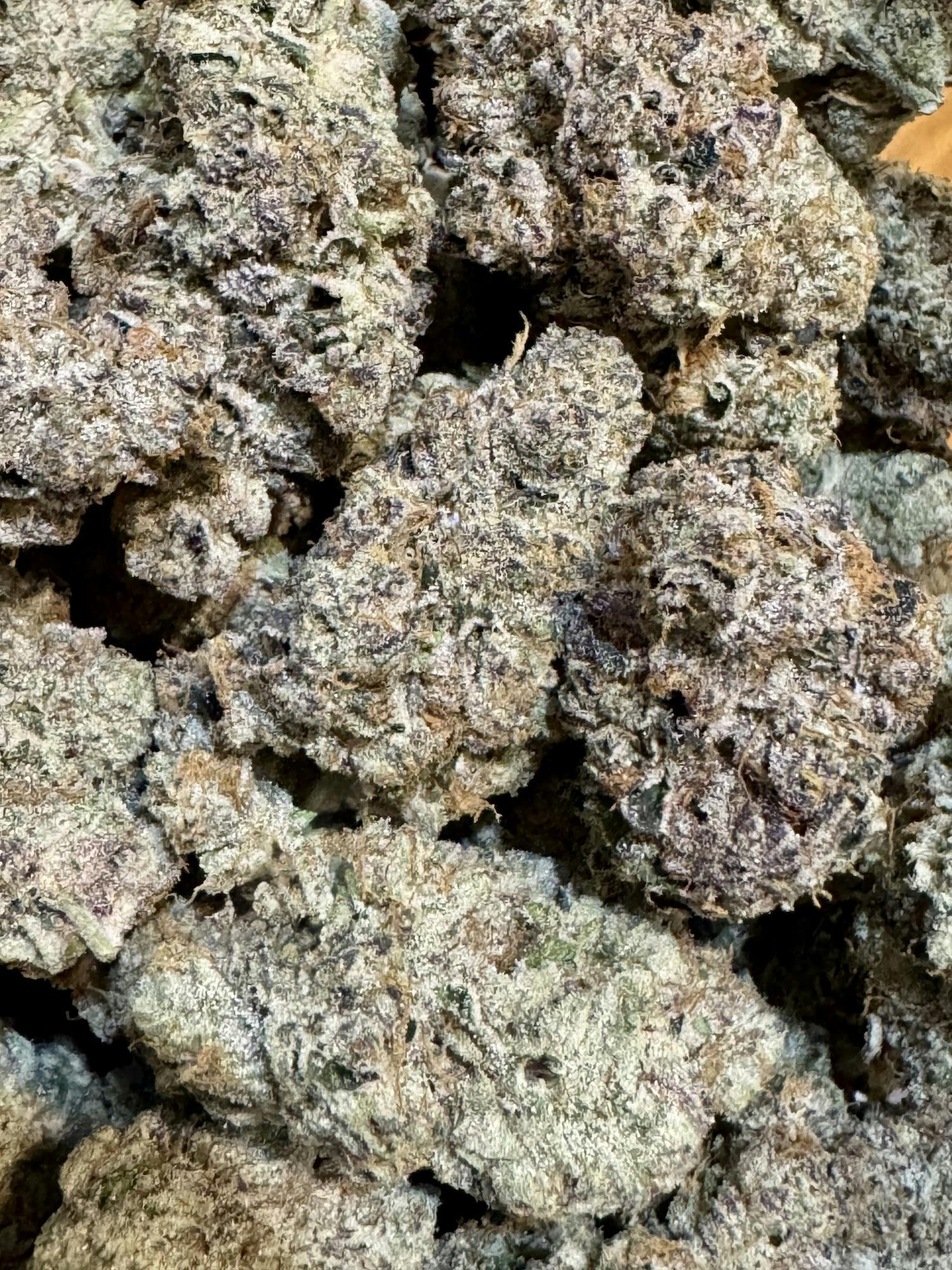 Psyclops | The Lone Tree at Herbal Remedies of Maine