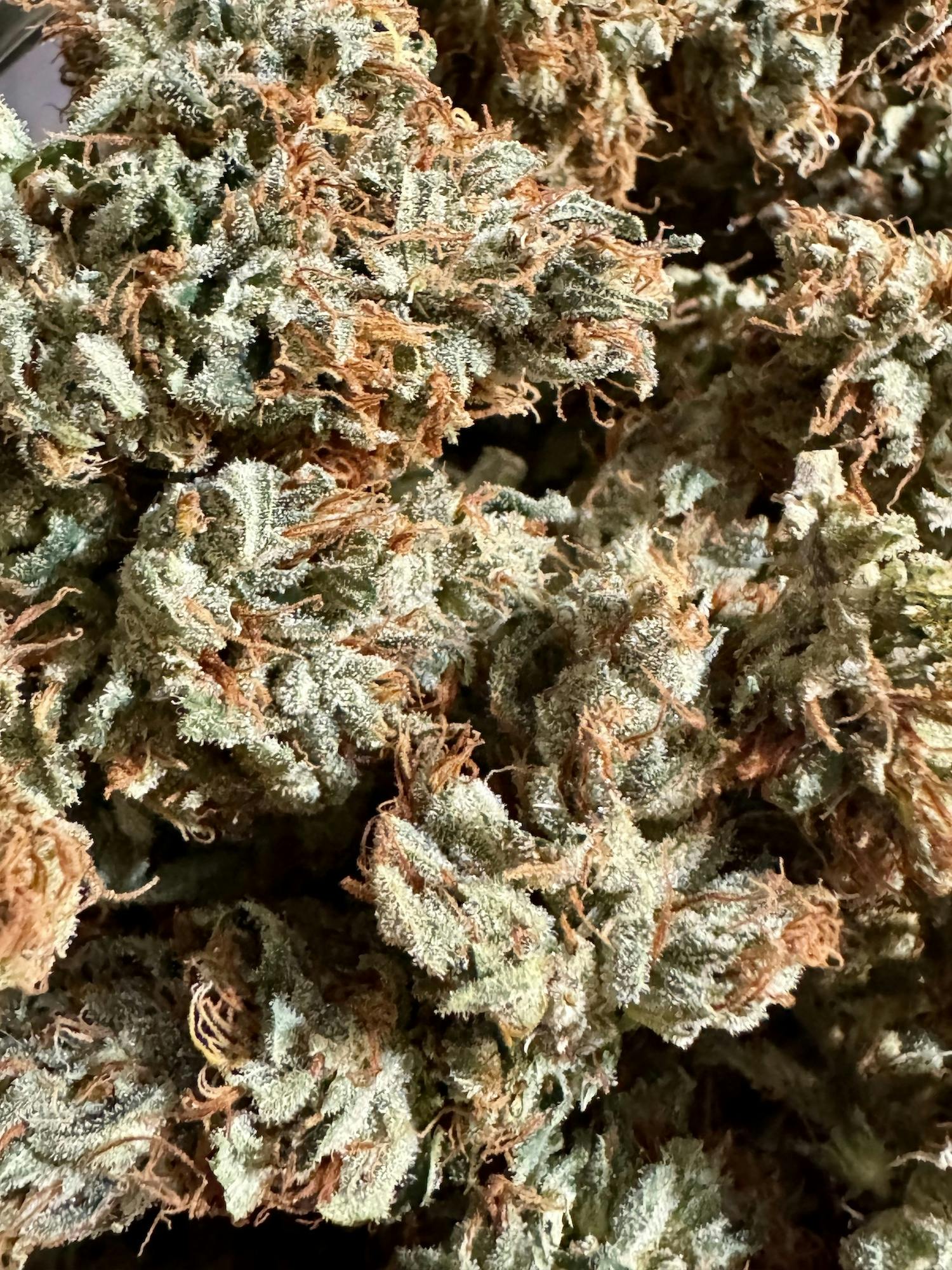 Holy Communion | Lobster Fam Farms at Herbal Remedies of Maine