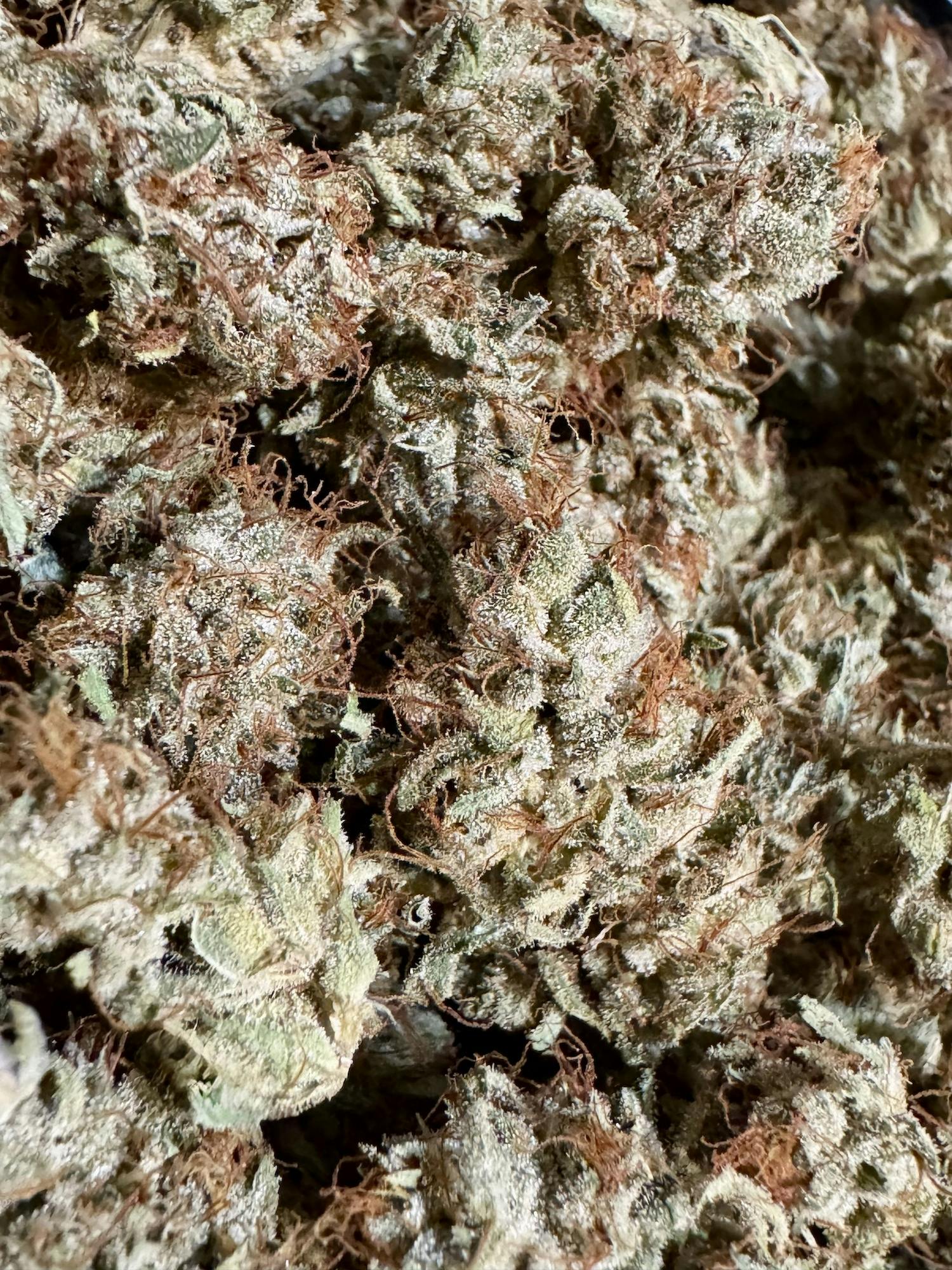 PC3 (Piff Coast 3) | Lobster Fam Farms at Herbal Remedies of Maine