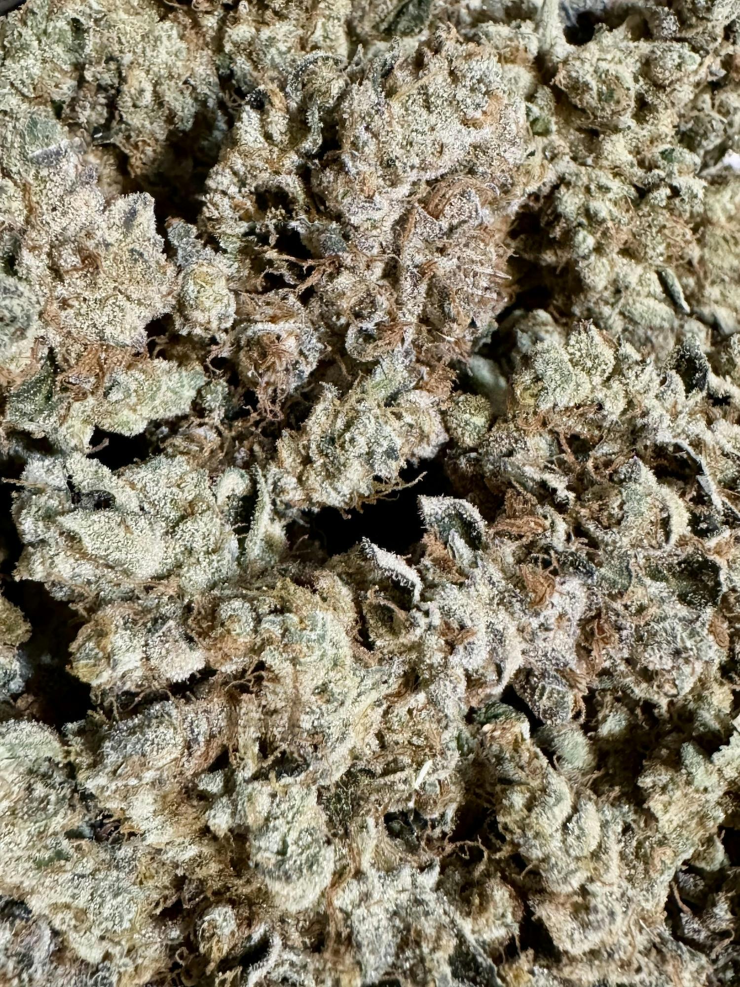 GMO | Skunkfoot Farms at Herbal Remedies of Maine