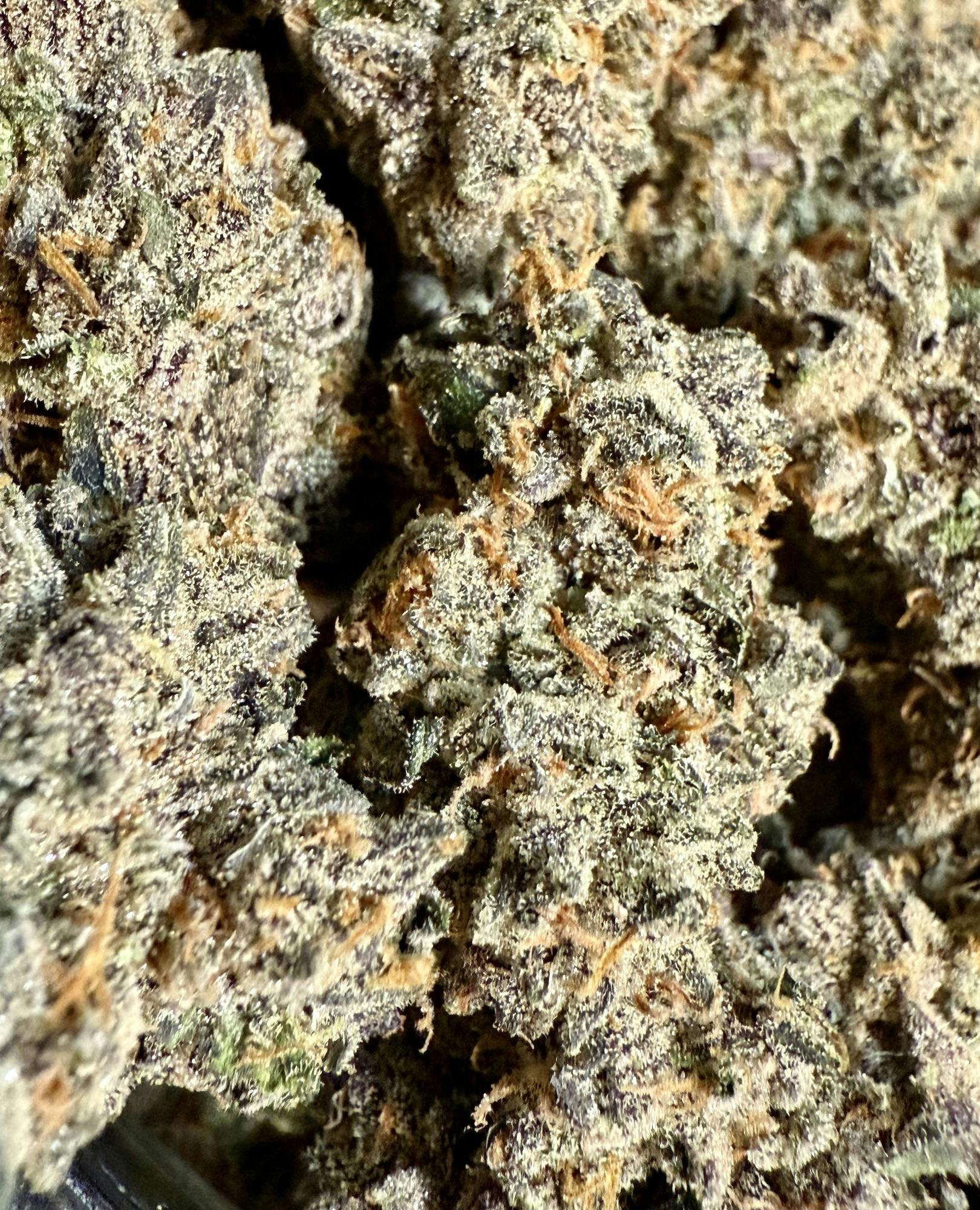 *INSANE* Hit n' Run | Skunkfoot Farms at Herbal Remedies of Maine