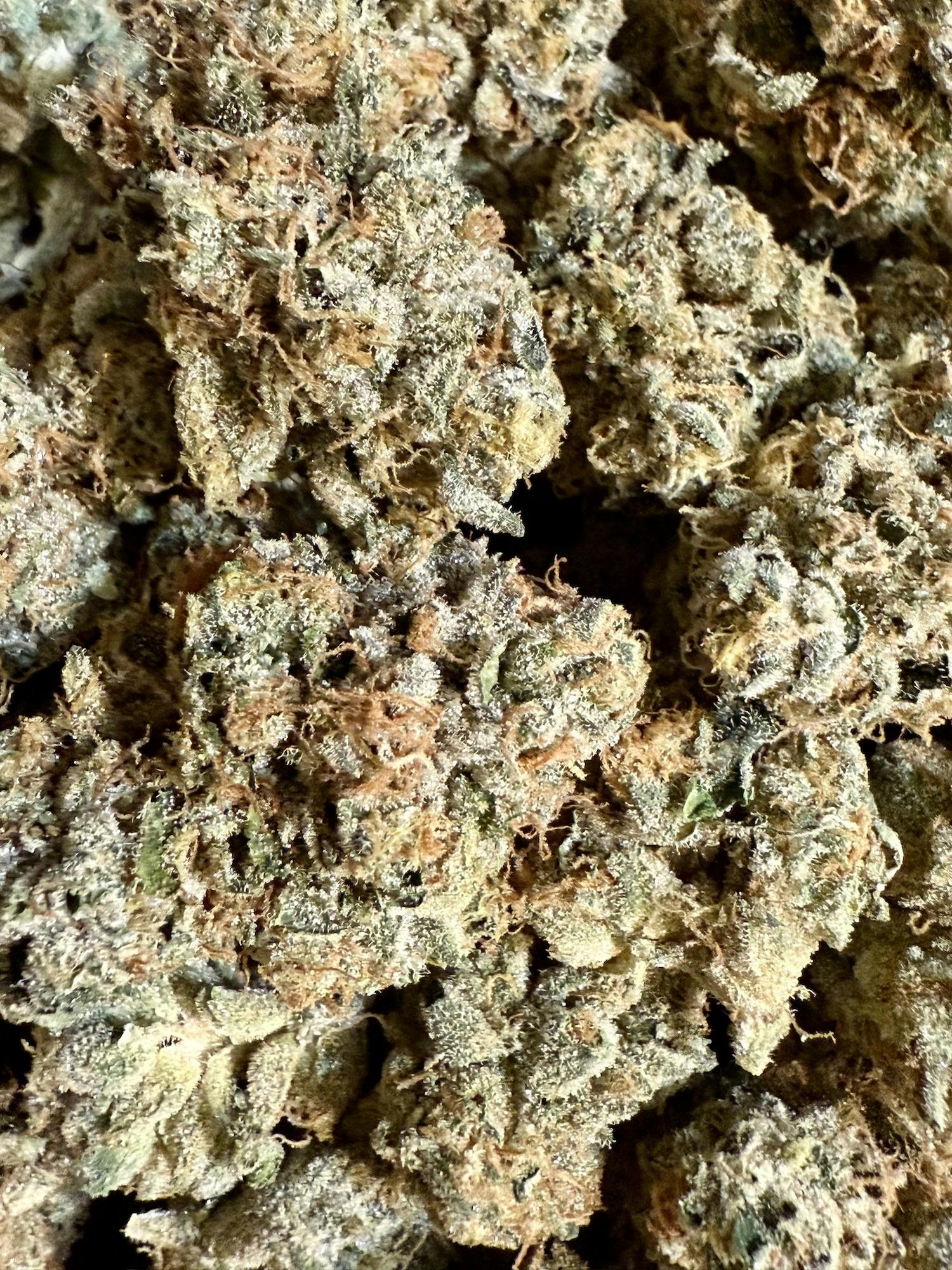 Secret Handshake | Blackwood Cultivation at Herbal Remedies of Maine