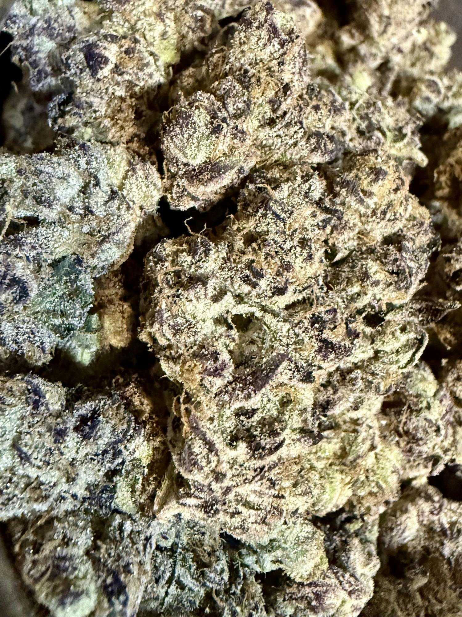 M.O.P | The Lone Tree at Herbal Remedies of Maine
