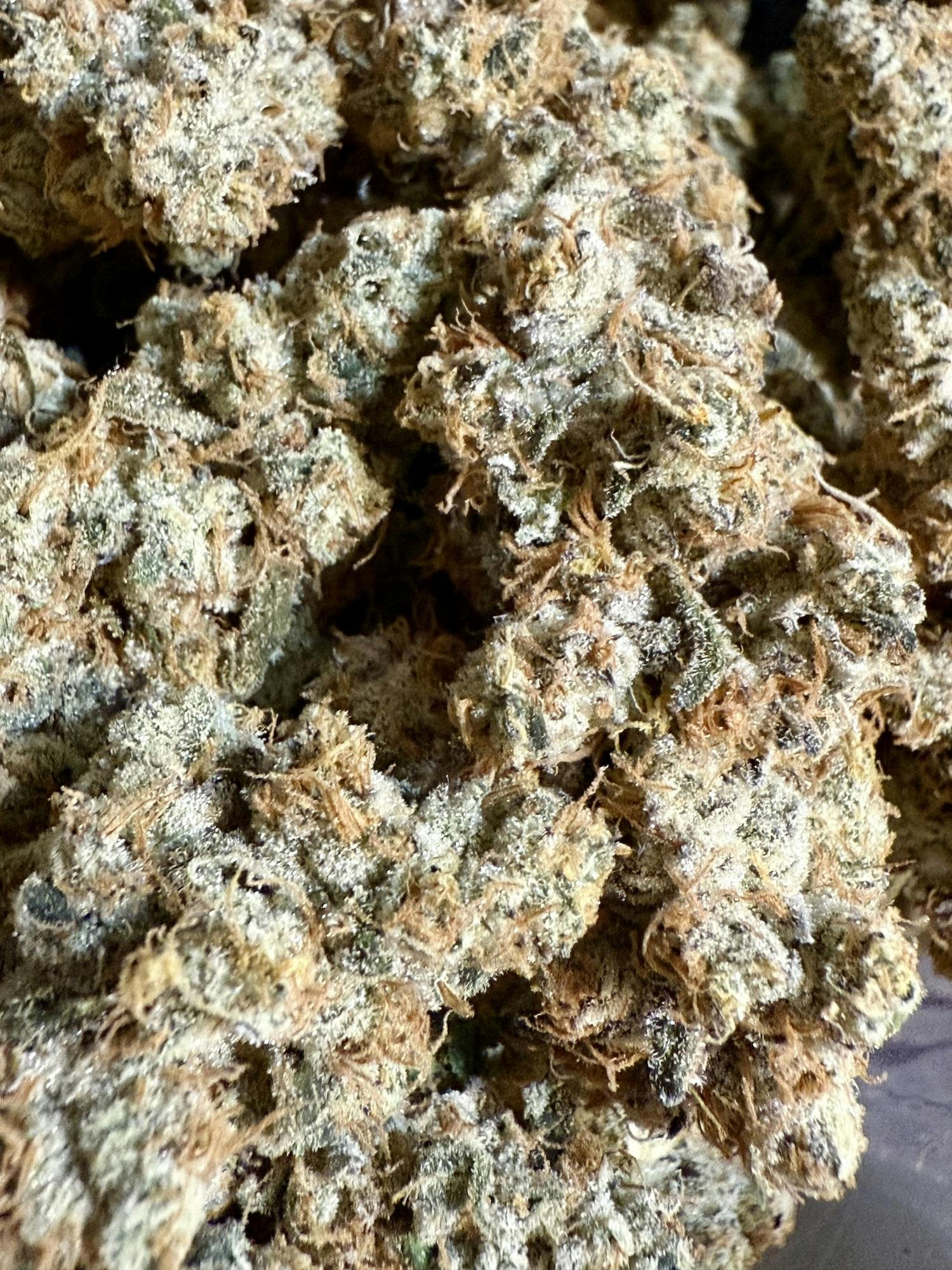 Mule Fuel | Crazy Composer at Herbal Remedies of Maine