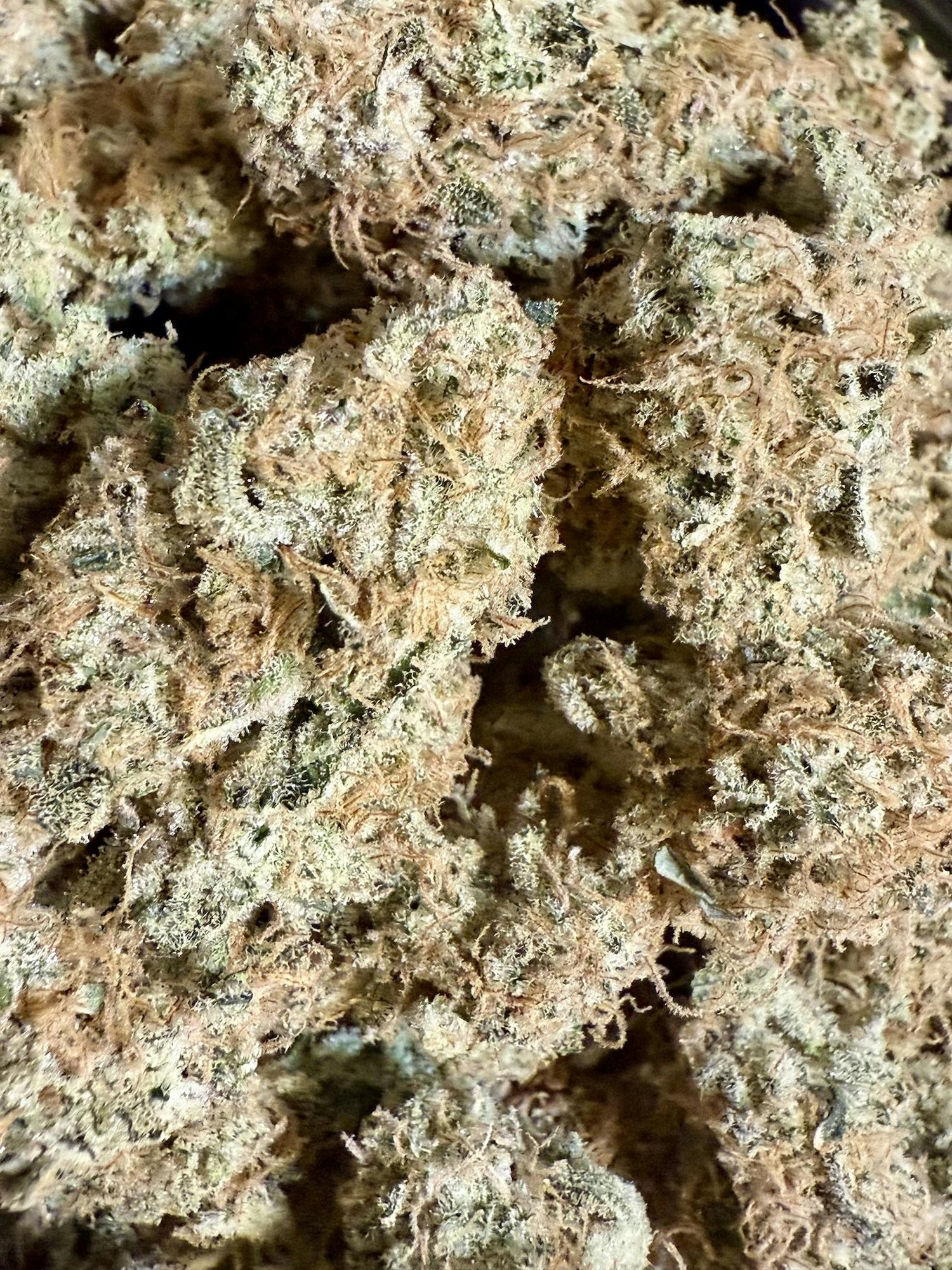 Guava Tartz #4 | Corporal Cannabis at Herbal Remedies of Maine