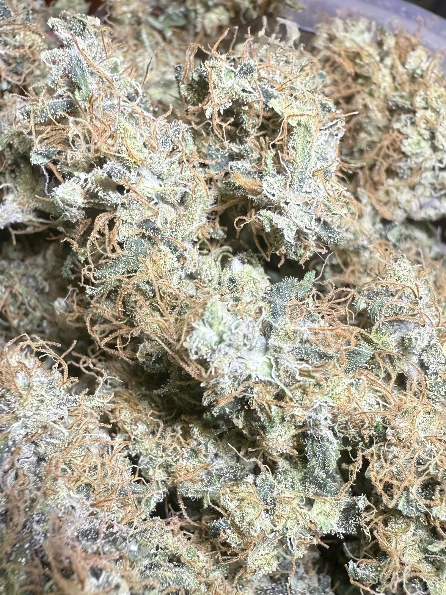 Bandaid Haze IX3 (The Church) | Black Fly Farms at Herbal Remedies of Maine