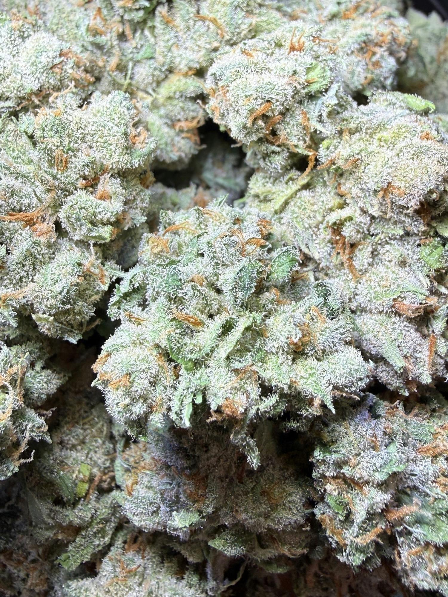 Jack Herer (Heirloom Cut) | FRAKTAL at Herbal Remedies of Maine