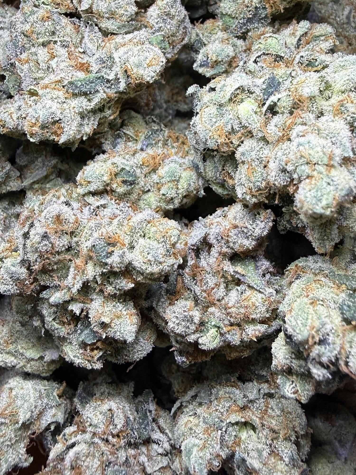 GG4 | Small Barn Farms at Herbal Remedies of Maine
