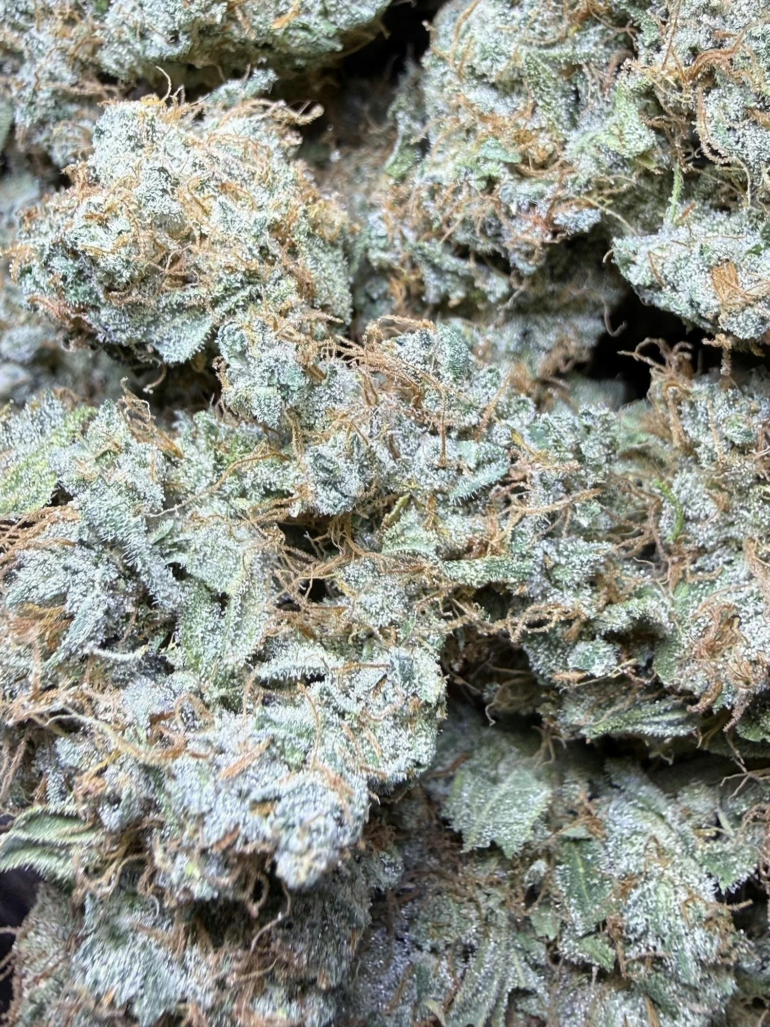 African Haze | Best Friend Farms at Herbal Remedies of Maine