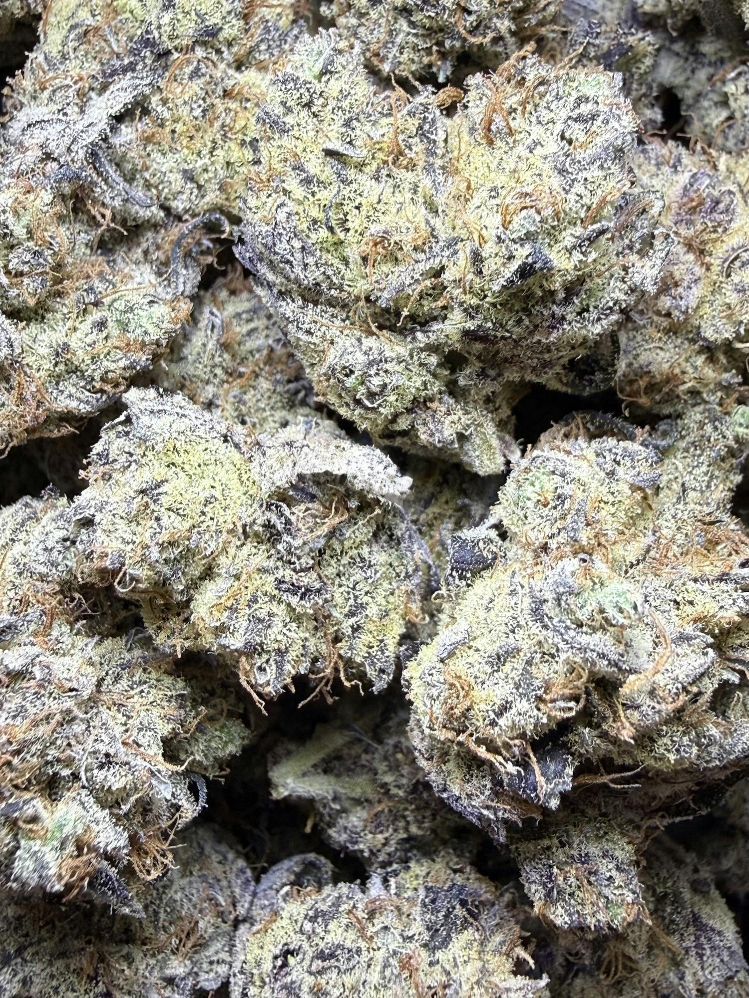 Northern Lights x Skunk x Blueberry | Concrete Cultivation at Herbal Remedies of Maine