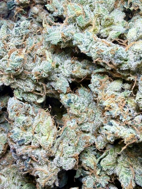 Chocolope #7 | Terra Horta at Herbal Remedies of Maine