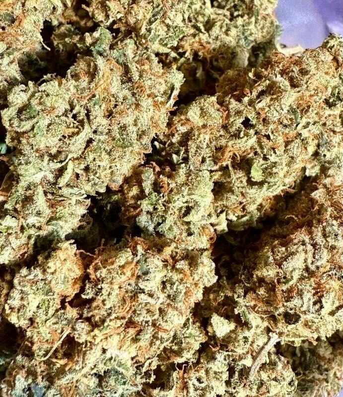 Colorado Durban | Crazy Composer at Herbal Remedies of Maine