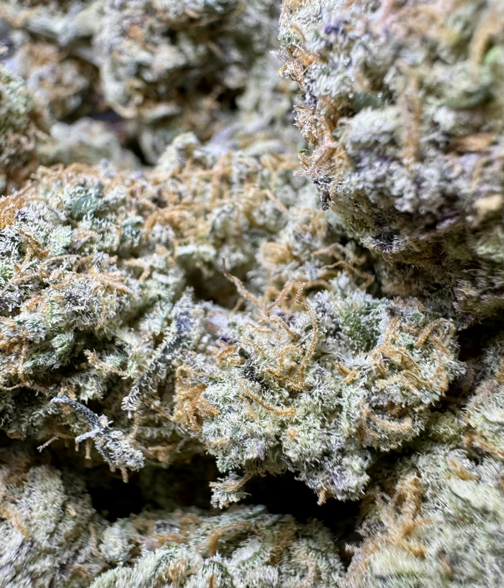 Purple Magnolia | Essential Maine at Herbal Remedies of Maine