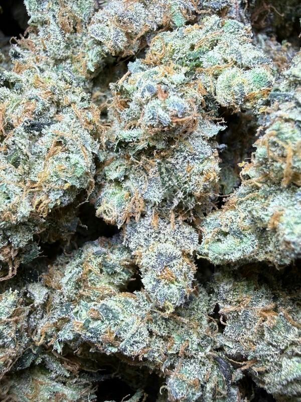 Pacific Northwest Hashplant x G13 Hashplant | Small Barn Farms at Herbal Remedies of Maine