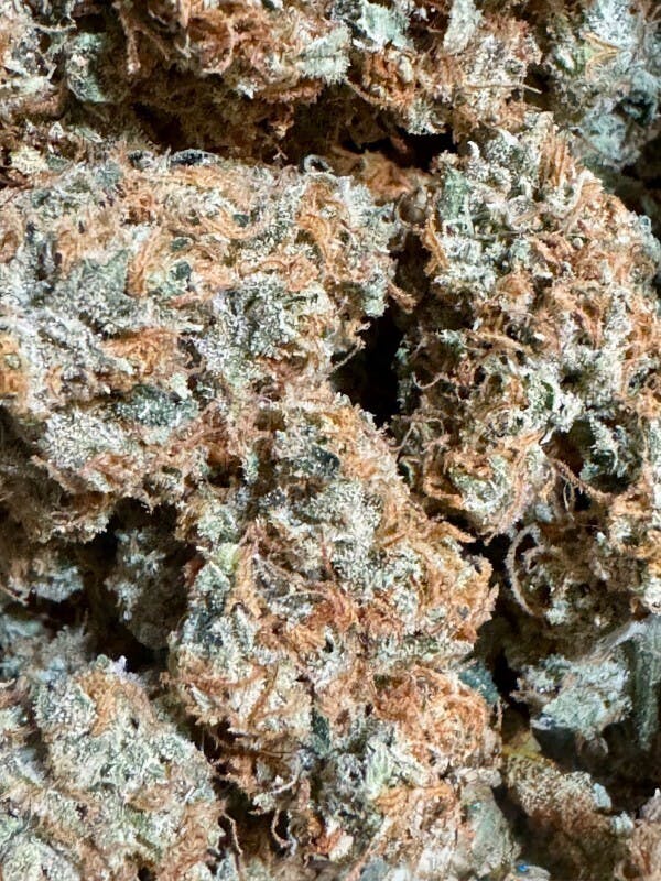 G13 Skunk | FRAKTAL at Herbal Remedies of Maine