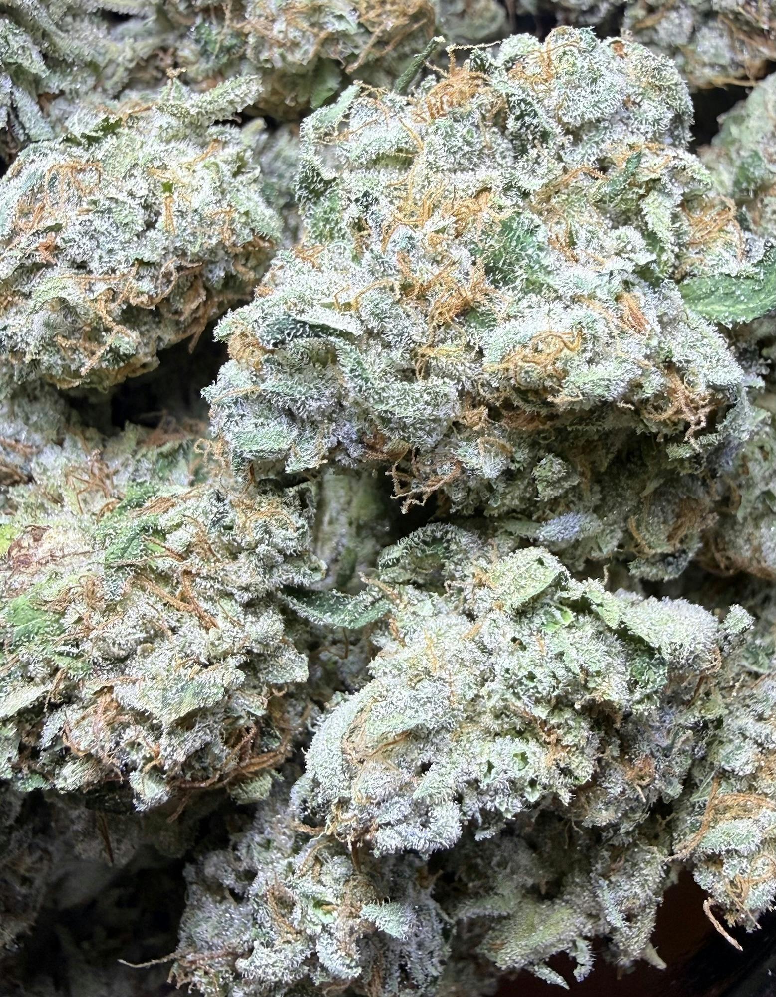 Kosher Kush x Sour Diesel #22 | Firefly Organics at Herbal Remedies of Maine