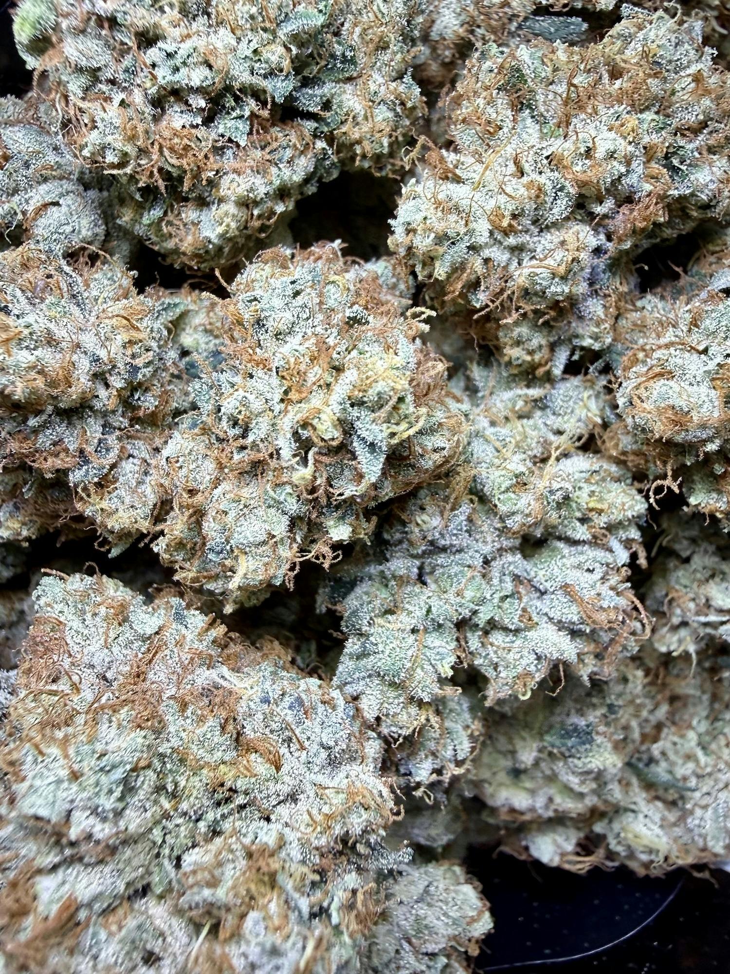 Underdog OG (Loompas Headband) | Small Barn Farm at Herbal Remedies of Maine