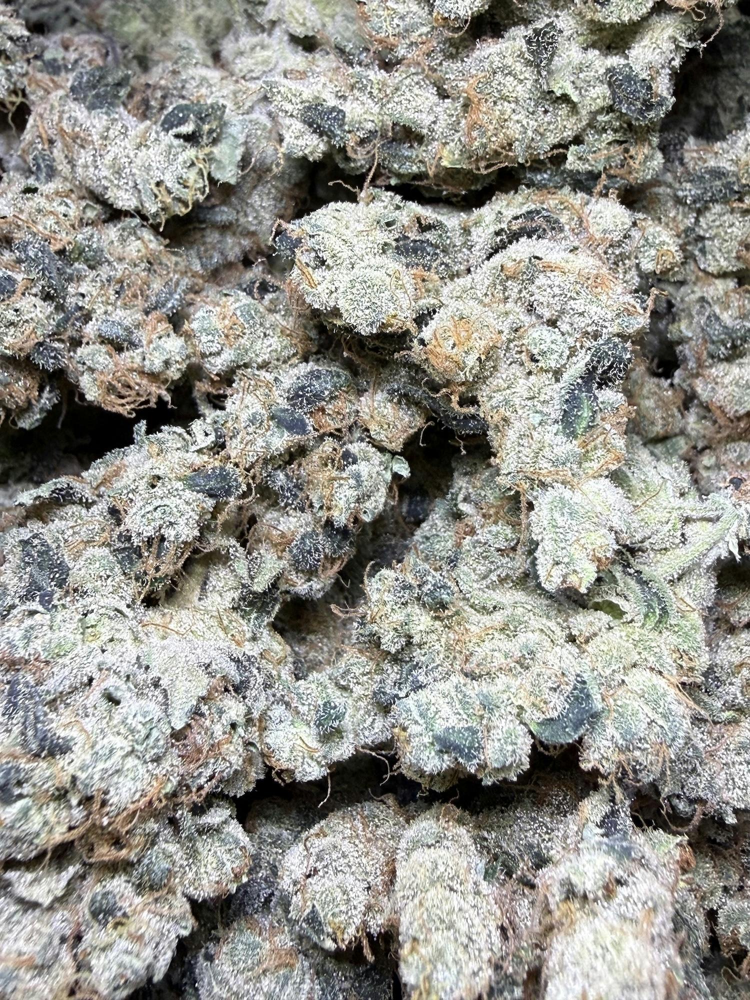 Passion Snake x Dual OG #15 | Honey Sticks Genetics at Herbal Remedies of Maine