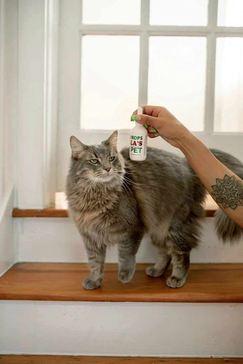 ZILLAS 2560mg FULL-SPECTRUM CBD PET DROPS
