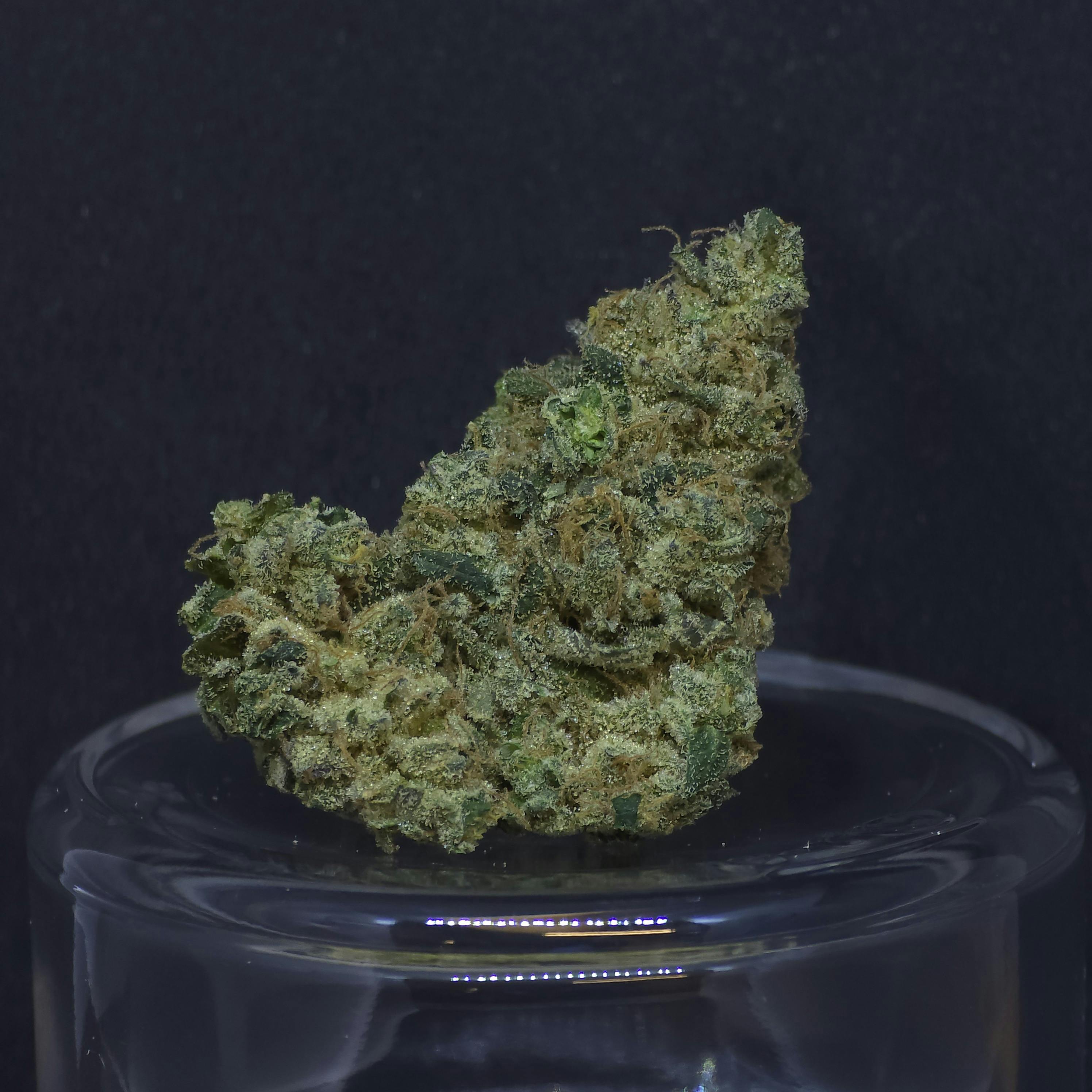 Tropical Orange 14g Flower