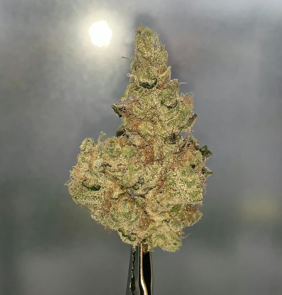 Bubble Gum cAKe 1g Flower