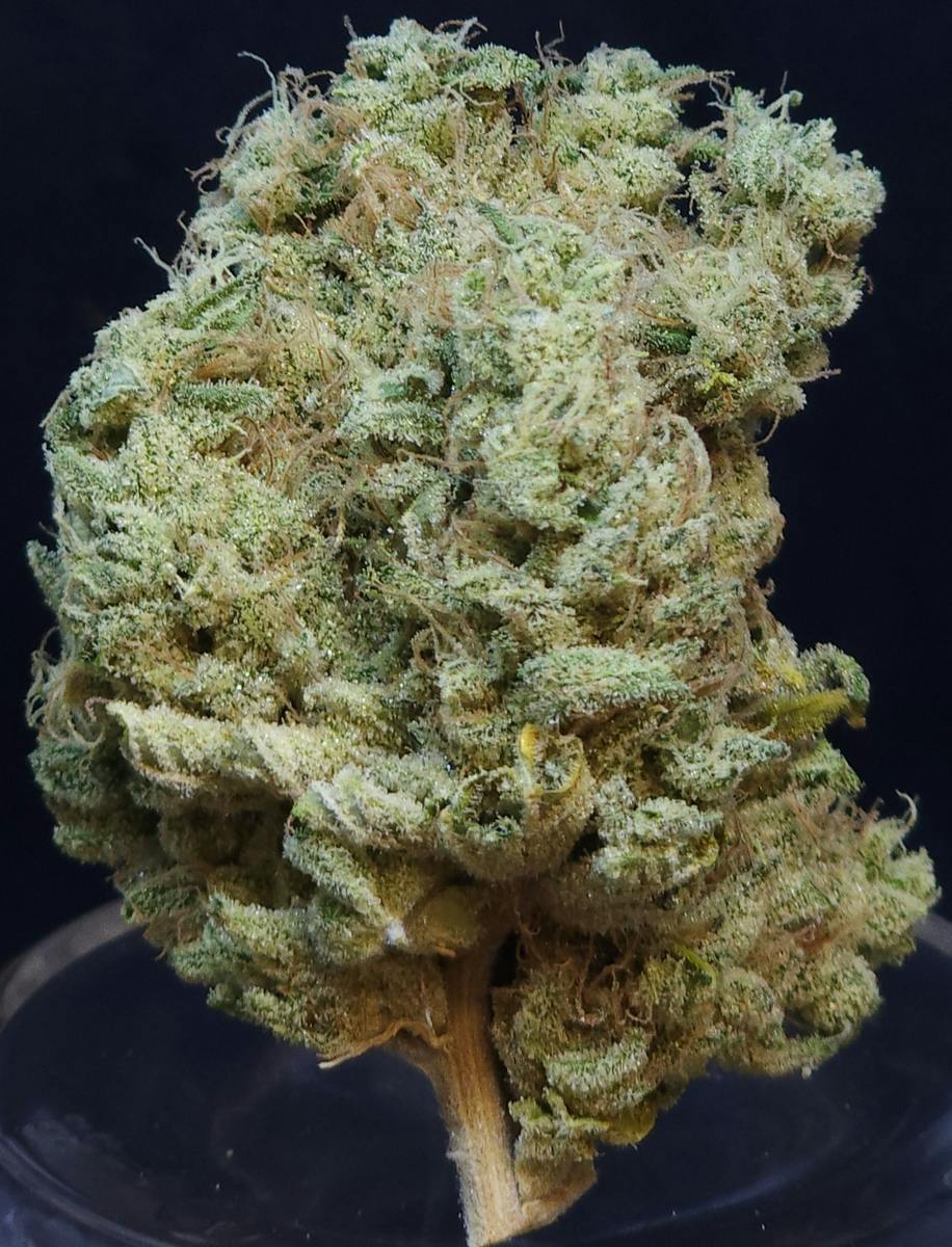 Phat N' Nasty 3.5g Flower