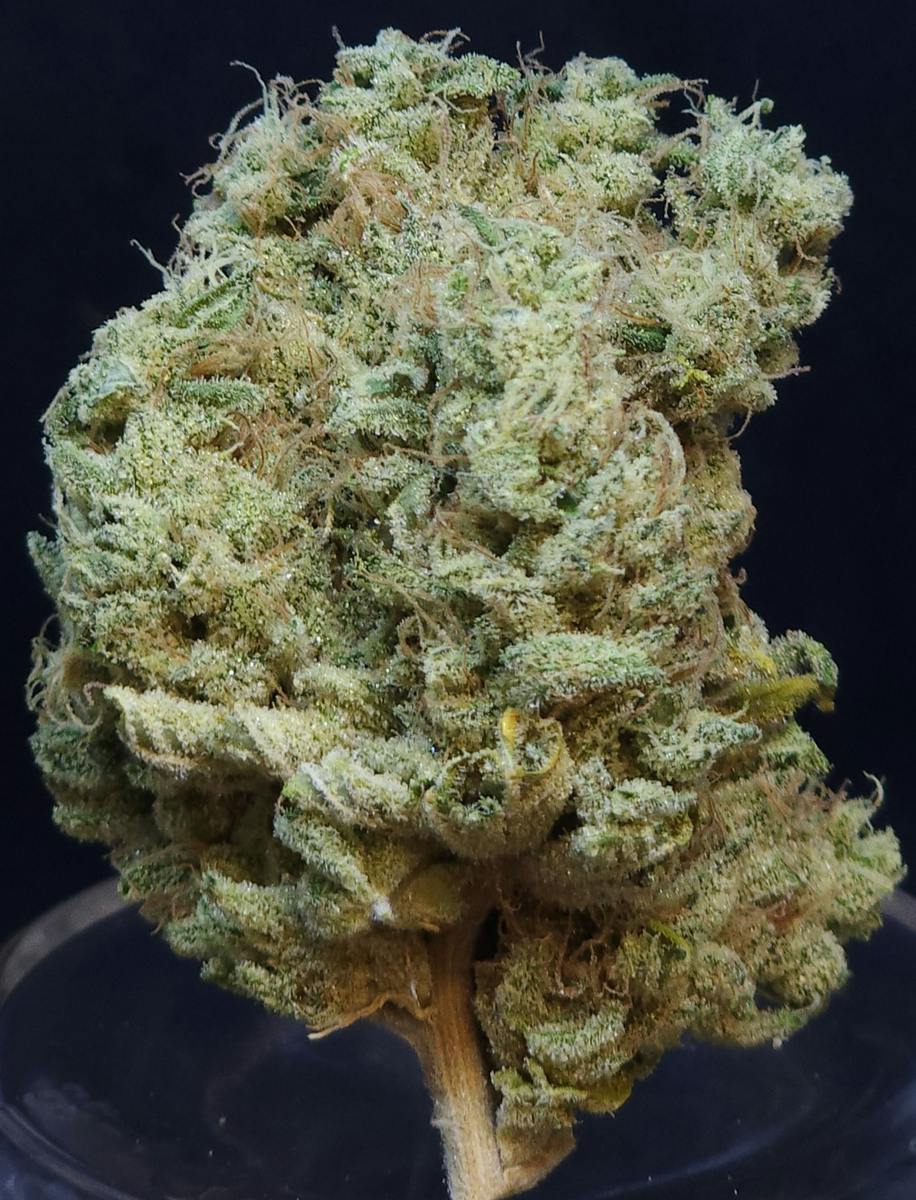 Phat N' Nasty 14g Flower
