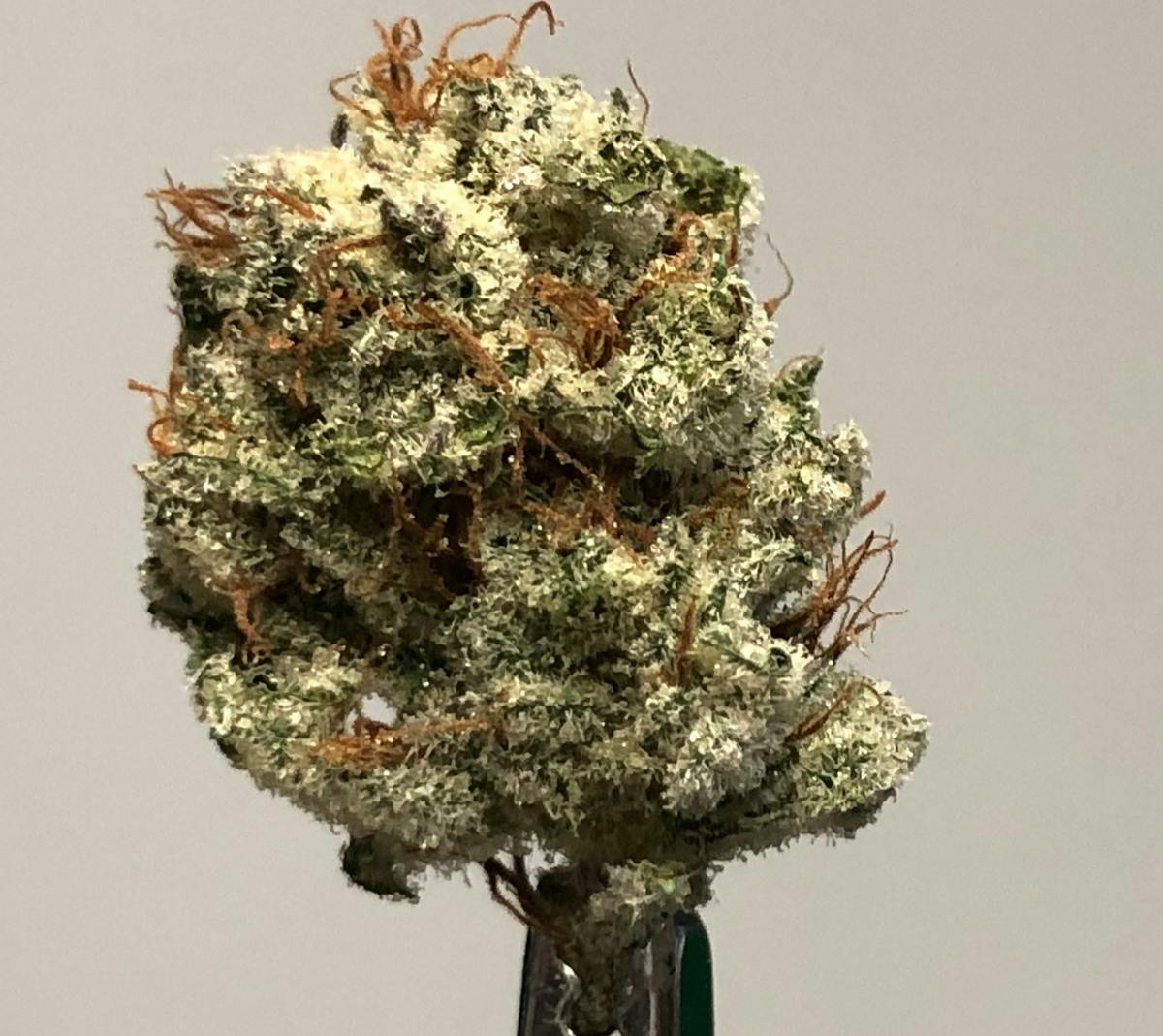 Grease Monkey 1g Flower