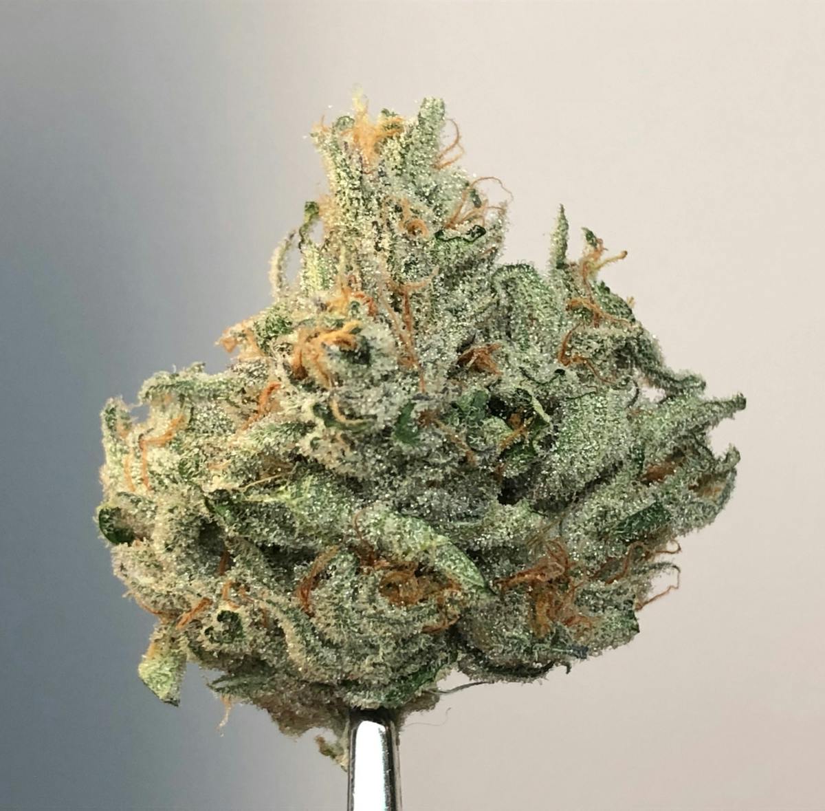 Quantum Kush .5g Pre-Roll 20 Pack