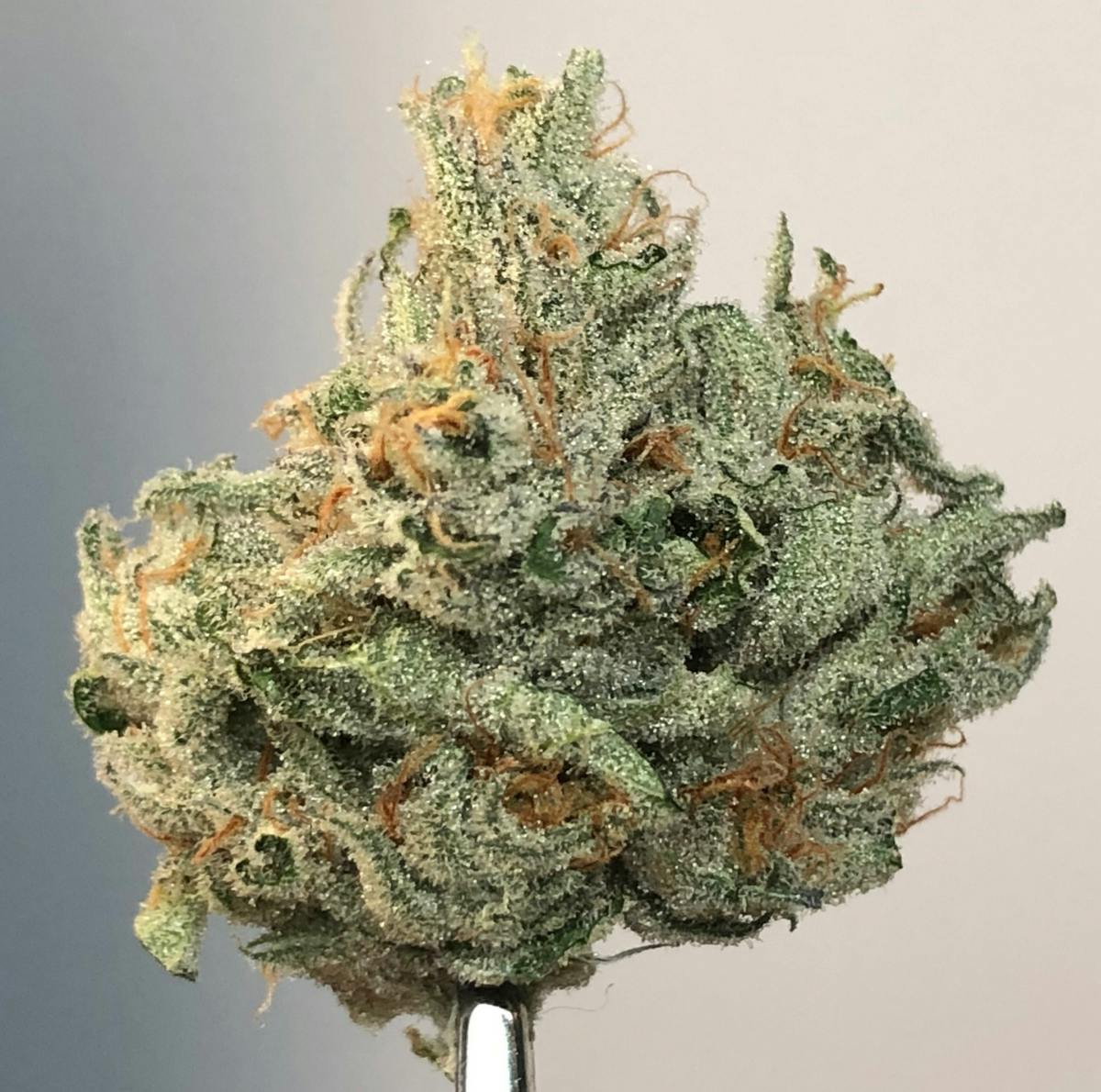 Quantum Kush 14g Flower
