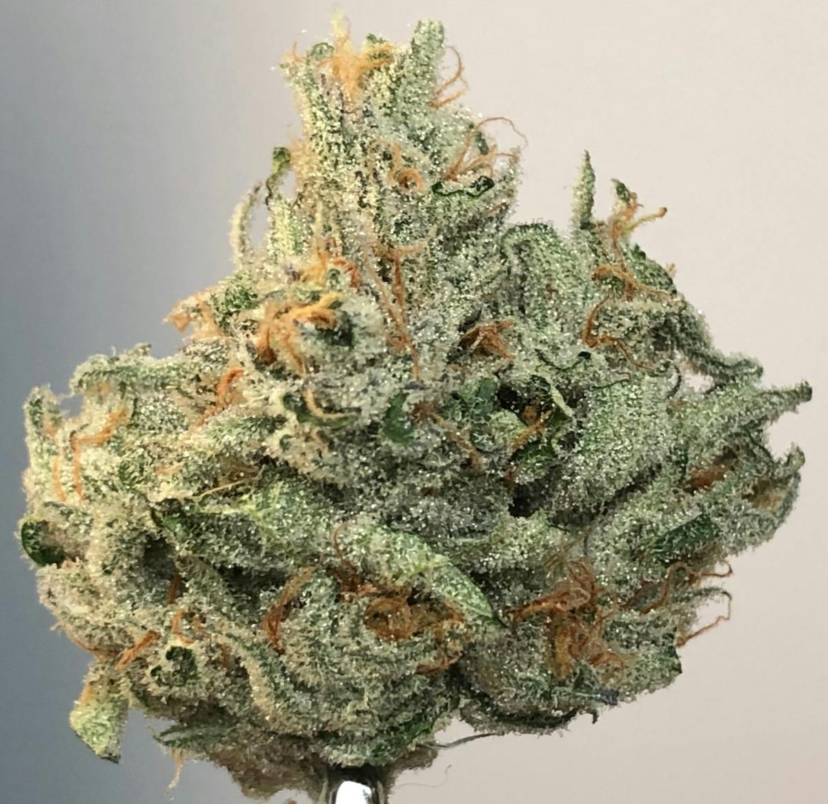 Quantum Kush 1g Flower