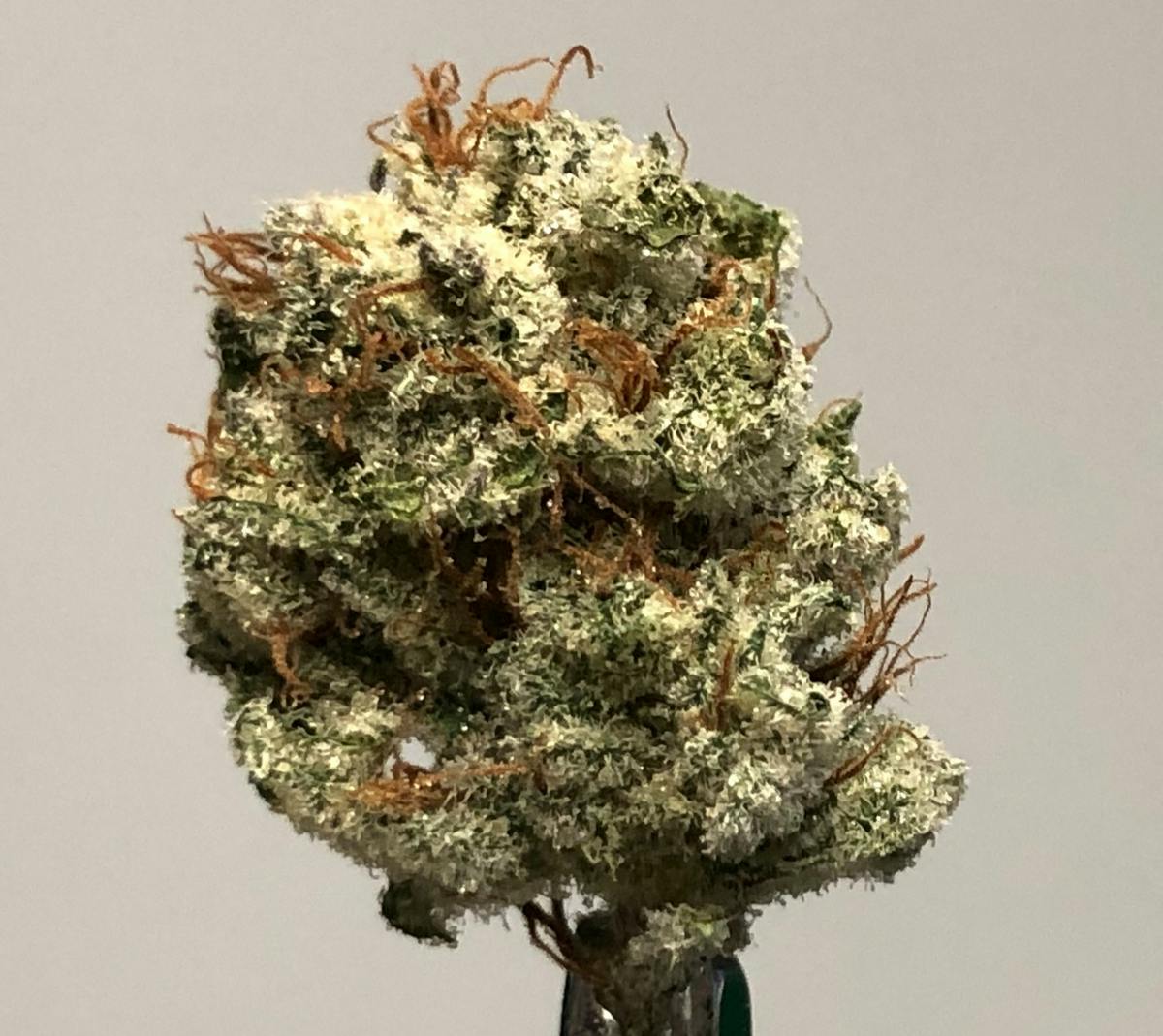 Grease Monkey 14g Flower