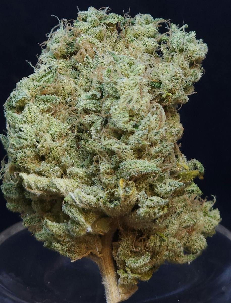 Phat N' Nasty .5g - 5 Pack