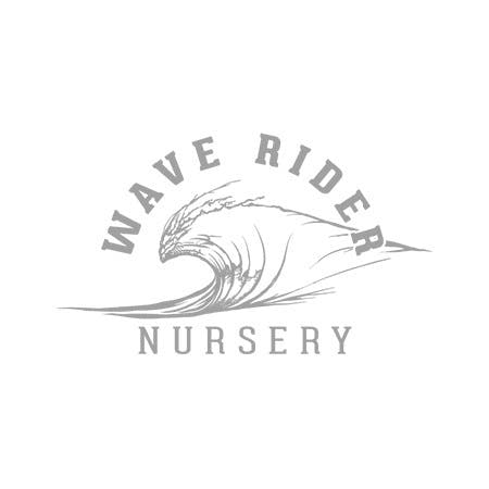 Wave Rider: Tres Leches