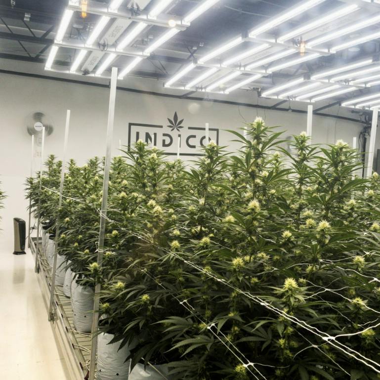 INDICO | BULK FLOWER - ITEM 9