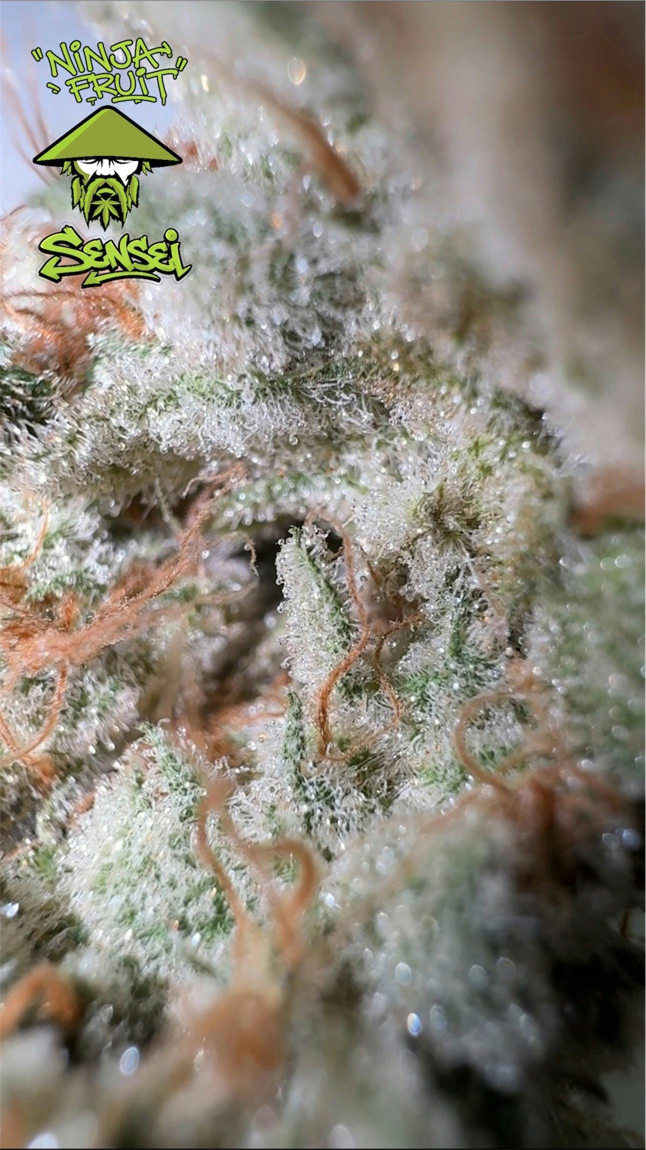 SENSEI | Ninja Fruit Premium Indoor Grown | 3.5G Flower
