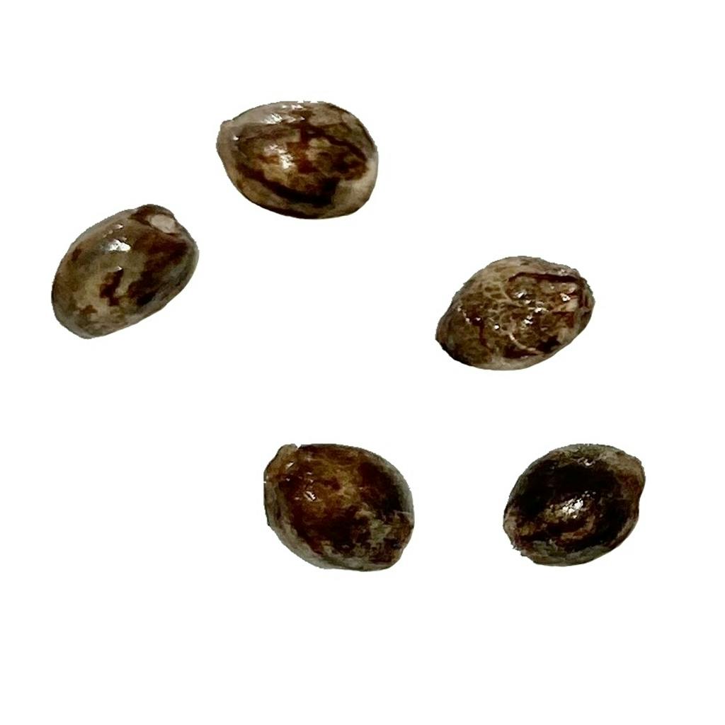 Autoflower Breeder's Club - Exodus UK Cheese THC AUTO Seeds Hybrid - 5 Pack
