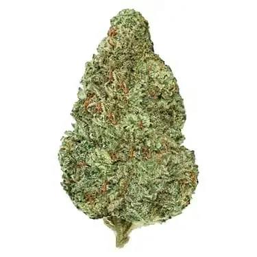 Moonflower 7g Dried Flower