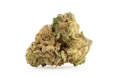 Organic Honey Crisp 7g Dried Flower