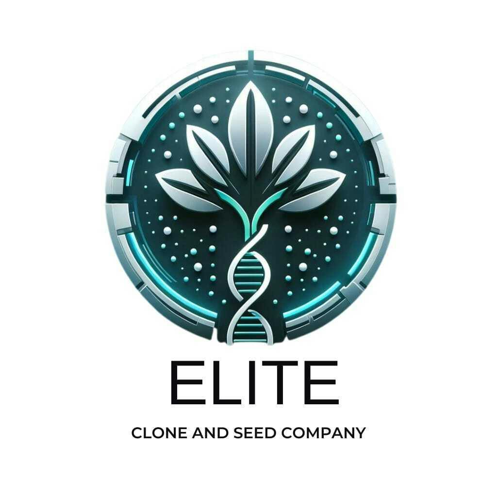 Elite Clone Honey Buns Fem