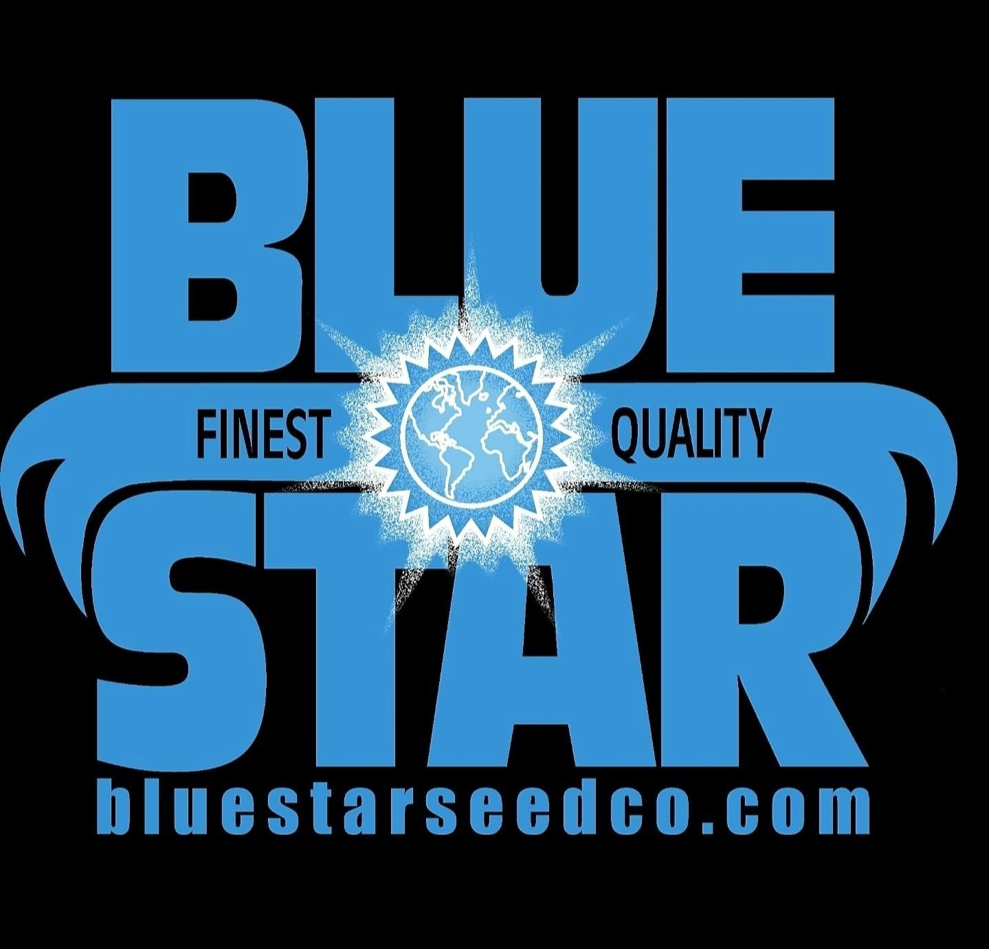Blue Star Seed Root Berry Fem