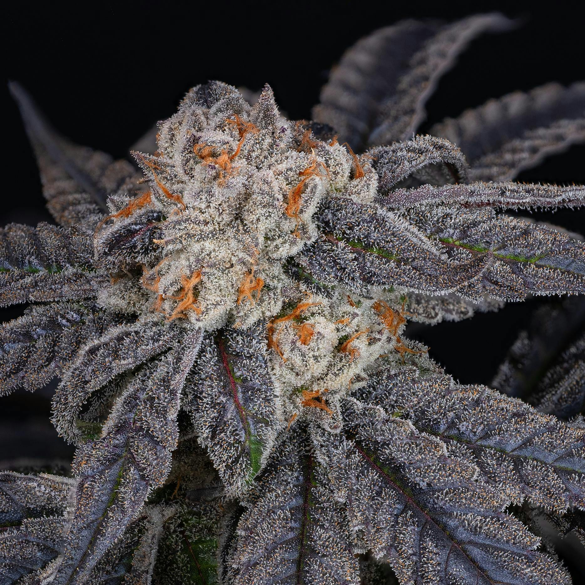 Trichome Farms GMO