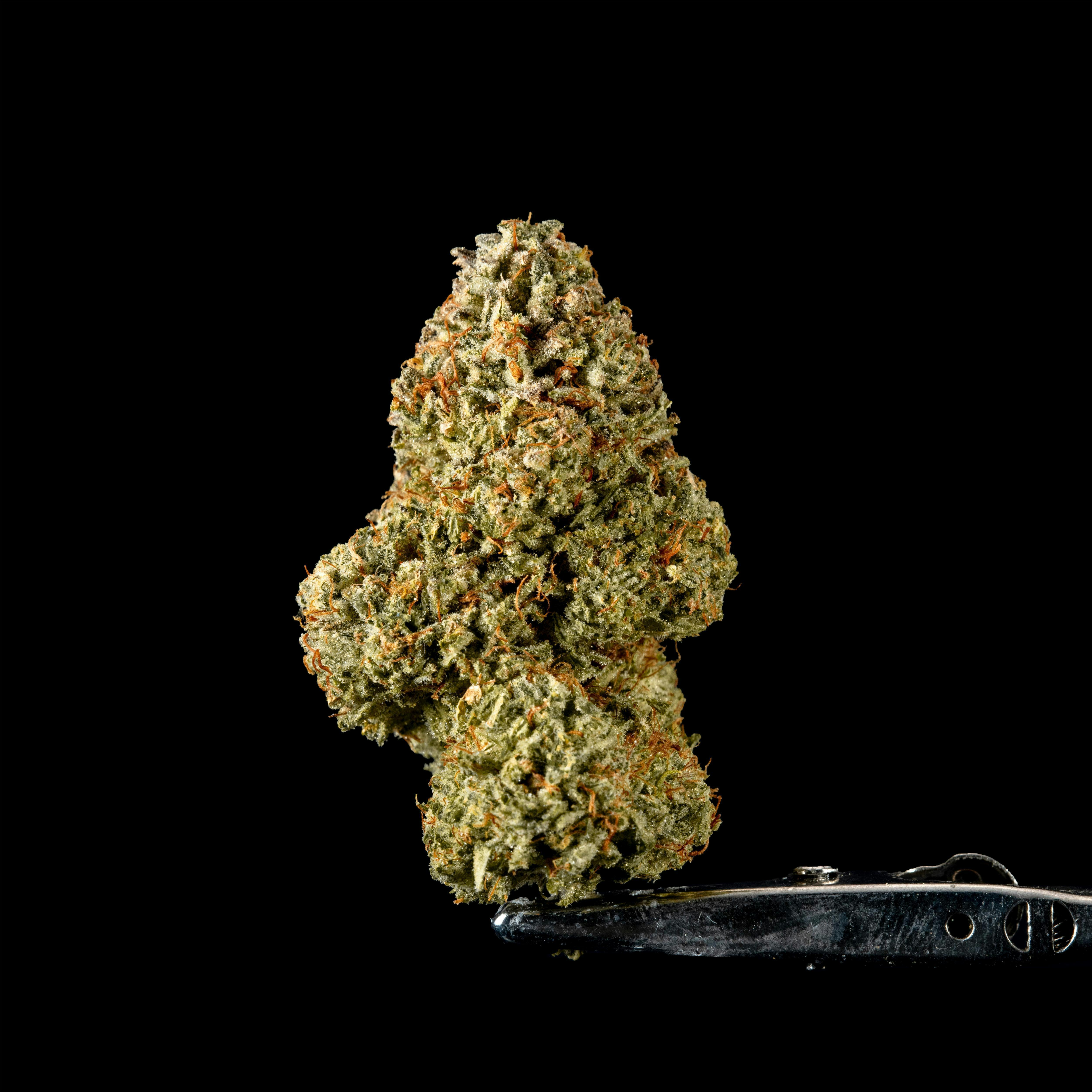 Gud Gardens Key Lime Guava *Indoor*