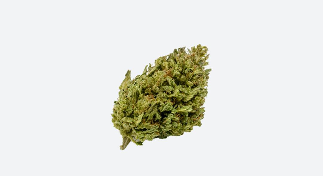 East Fork Cultivars Llama King