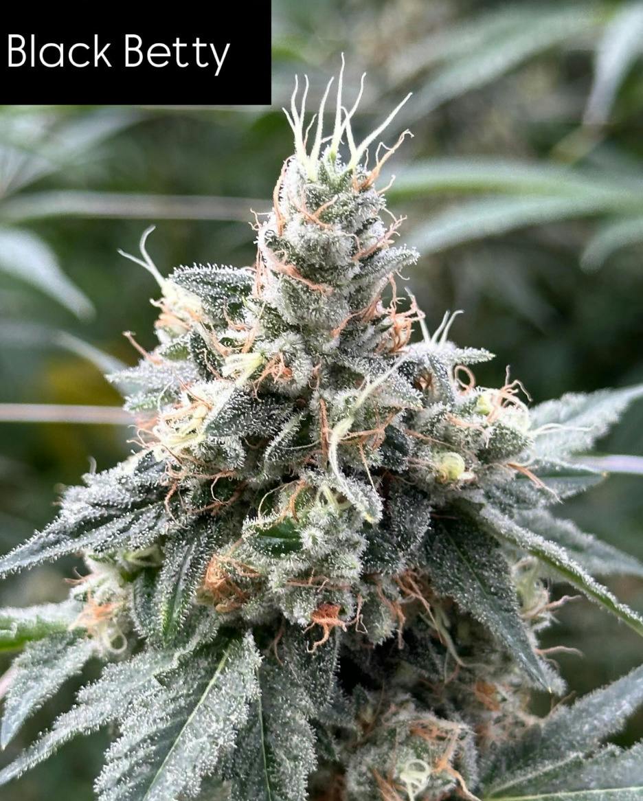 SoFresh Farms Black Betty