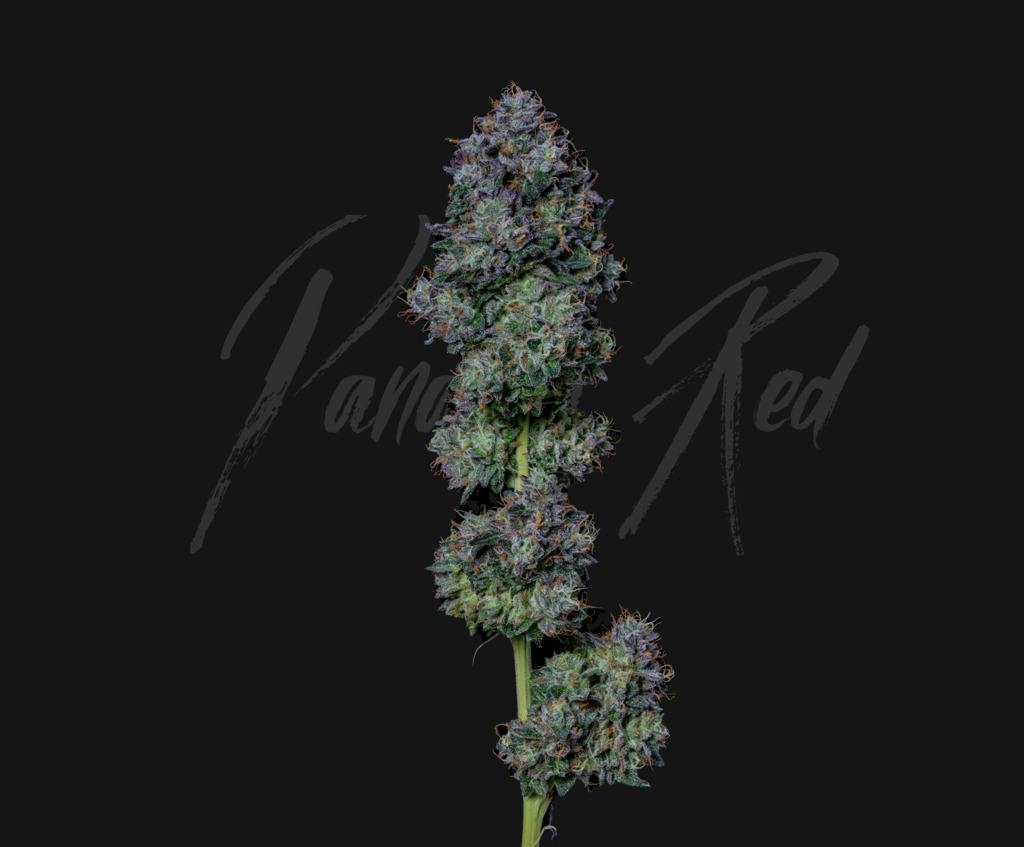 Alt Sol Panama Red 3.5g Flower at Zen Leaf Dispensary Wheeling