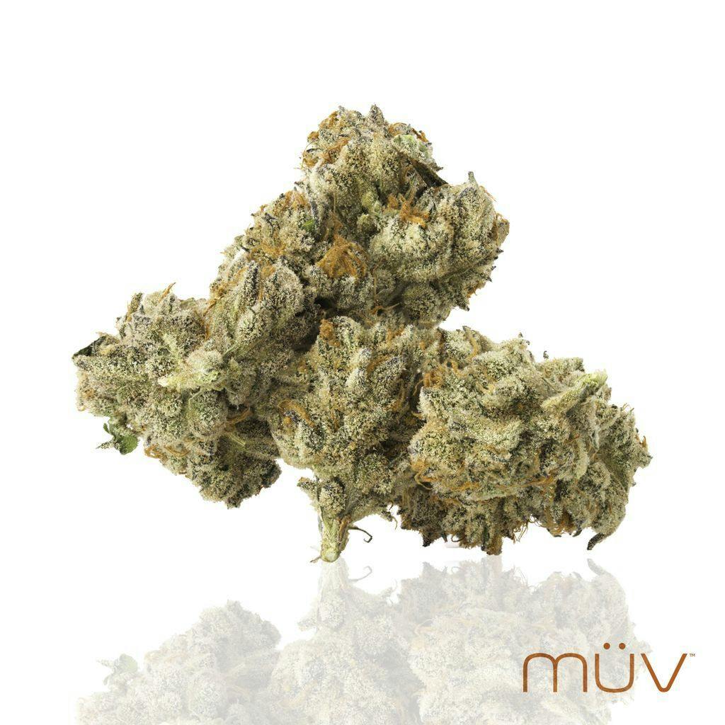 MÜV Georgia Pie x Gastro Pop 3.5g at MÜV Cannabis Dispensary